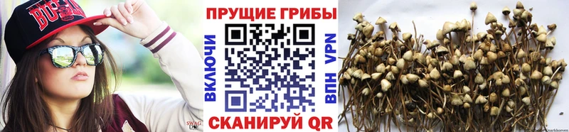 где продают   Агрыз  Псилоцибиновые грибы ЛСД 